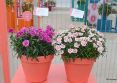 Twee nieuwe varieteiten in de Sunflkor-potanjerserie. De serie wordt gekenmerkt door 'grote gevulde bloemen, een unieke kleurstelling en zijn spijkerhard'.